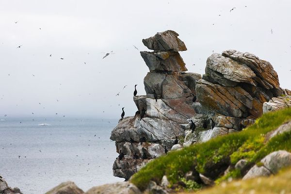 Su, Keren 아티스트의 Cormorants and seagulls on rock pile-Kolyuchin Island-once an important Russian Polar Research Stat작품입니다.
